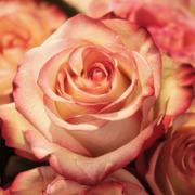 Onlinemediums.be - online medium Rose