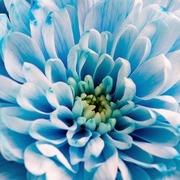 onlinemediums.be - online medium Trudy